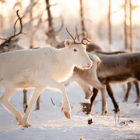 여관 Arctic & Igloos 3*