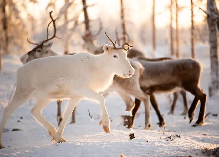 Estalagem Arctic & Igloos 3*